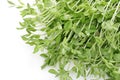 Fresh sweet pea sprouts Royalty Free Stock Photo