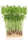 Fresh sweet pea sprouts Royalty Free Stock Photo