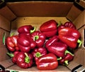 fresh sweet pepper of red color are vitamin-rich, a breakfast, regetarianets, healthy