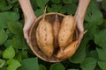 Fresh sweet potato in basket Royalty Free Stock Photo