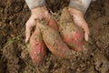 Fresh sweet potato on farmer hand Royalty Free Stock Photo