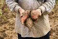 Fresh Sweet potato in farmer hand Royalty Free Stock Photo