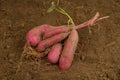 Fresh sweet potato harvest at organic farm Royalty Free Stock Photo