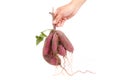 Fresh Sweet potato just harvested holding by farmer hand Royalty Free Stock Photo