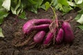 Fresh sweet potato produce on dirt harvested from biological organic farm