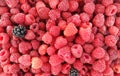 Fresh and sweet raspberries background