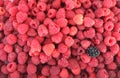 Fresh and sweet raspberries background