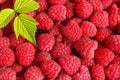 Fresh and sweet raspberries background Royalty Free Stock Photo
