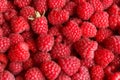 Fresh and sweet raspberries background Royalty Free Stock Photo