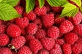 Fresh and sweet raspberries background Royalty Free Stock Photo