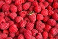 Fresh and sweet raspberries background Royalty Free Stock Photo