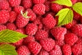 Fresh and sweet raspberries background Royalty Free Stock Photo