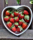 Fresh and sweet ripen strawberry from the field