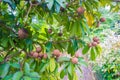 Fresh sweet sapodilla fruit with leaves on tree Royalty Free Stock Photo