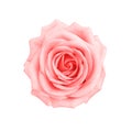 Fresh sweet soft pink rose flowers head blooming top view isolated on white background with clipping path ,  close up beautiful Royalty Free Stock Photo