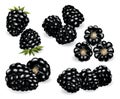 Fresh, sweet and tasty blackberry. Sweet fruit. Forest berry. 3d vector icons set. Realistic illustration of eco food Royalty Free Stock Photo
