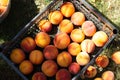 Fresh sweet tasty and juicy peaches fruits on box. Fruit harvest. Royalty Free Stock Photo