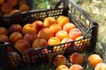 Fresh sweet tasty and juicy peaches fruits on box. Fruit harvest. Royalty Free Stock Photo