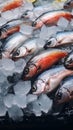 Fresh and sweet water salmon covered with ice in a market