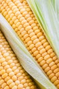 Fresh sweet yellow corn Royalty Free Stock Photo