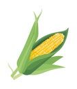 Fresh sweetcorn on the cob a healthy meal