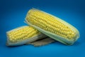 Fresh sweetcorn cob on a square of hessian