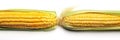 Fresh sweetcorn isolated on white background. Generative Ai