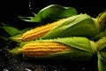 fresh sweetcorn with water drops on black background generative AI Royalty Free Stock Photo