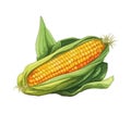 Fresh sweetcorn on white background, healthy meal