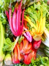 Fresh swiss rainbow chard