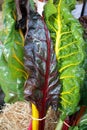 Fresh swiss rainbow chard. Rainbow Chard vegetables. Veins on a leaf of Mangold Royalty Free Stock Photo