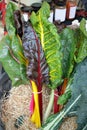 Fresh swiss rainbow chard. Rainbow Chard vegetables. Veins on a leaf of Mangold Royalty Free Stock Photo