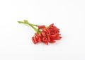 Fresh tabasco peppers Royalty Free Stock Photo
