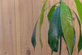 A Fresh Take on Indoor Greenery: Close-Up Mango Tree Leaves with copy space