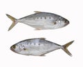 Fresh Talang queenfish fish isolated on white background.