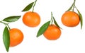 Fresh tangerine fruits