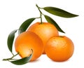 Fresh tangerine fruits with green leaves.