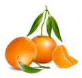 Fresh tangerine fruits with green leaves Royalty Free Stock Photo