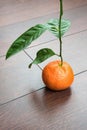 Fresh tangerine or mandarin on branch