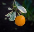 Fresh tangerine a small citrus fruit