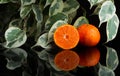 Fresh Tangerine with water splash cut tree Royalty Free Stock Photo