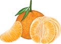Fresh tangerines citrus fruit illustration