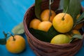 Mandarins or tangerines in a basket Royalty Free Stock Photo