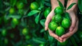 Fresh tangy lime held in hand, assorted limes on blurred background with space for text