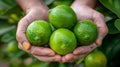 Fresh tangy lime held in hand with selection of limes on blurred background, copy space available