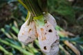 Fresh taro (Colocasia esculenta) harvested from taro plantation in Indonesia