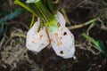 Fresh taro (Colocasia esculenta) harvested from taro plantation in Indonesia