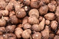 Fresh taro root( Royalty Free Stock Photo