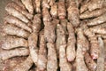 Fresh taro root (colocasia) Royalty Free Stock Photo
