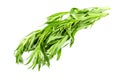 Fresh tarragon grass herb isolated on white background. Macro photo Royalty Free Stock Photo